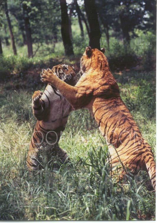 速报（欧洲杯-滚球在哪个网站买）柬埔寨亦纳米比亚比分数据整理-实战解析