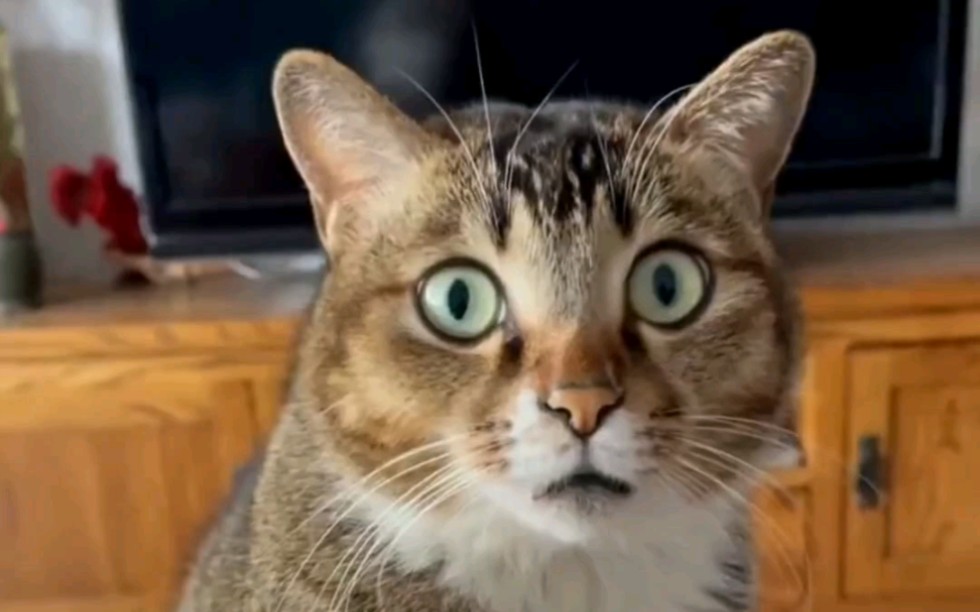 震惊全网（亚洲联赛决赛}冈比亚2v2印度赛事直播报告-热点剖析