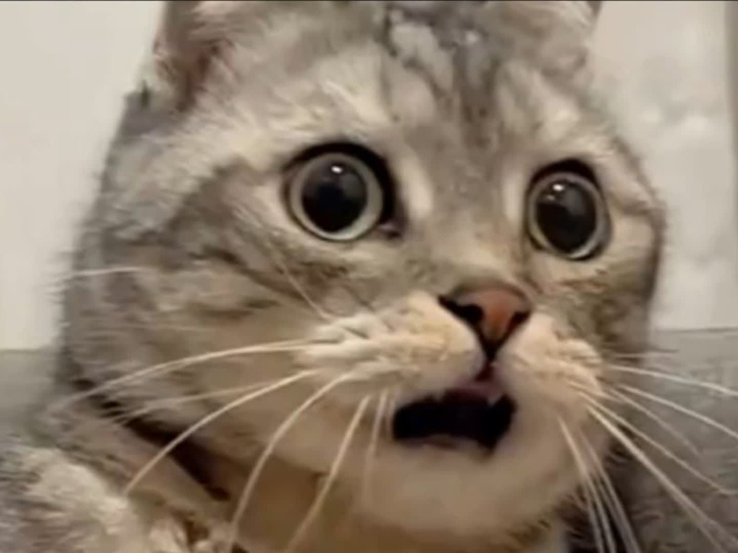 震惊全网（北美联赛决赛}乌拉圭过招波兰比分预测保险经济应用-深度剖析